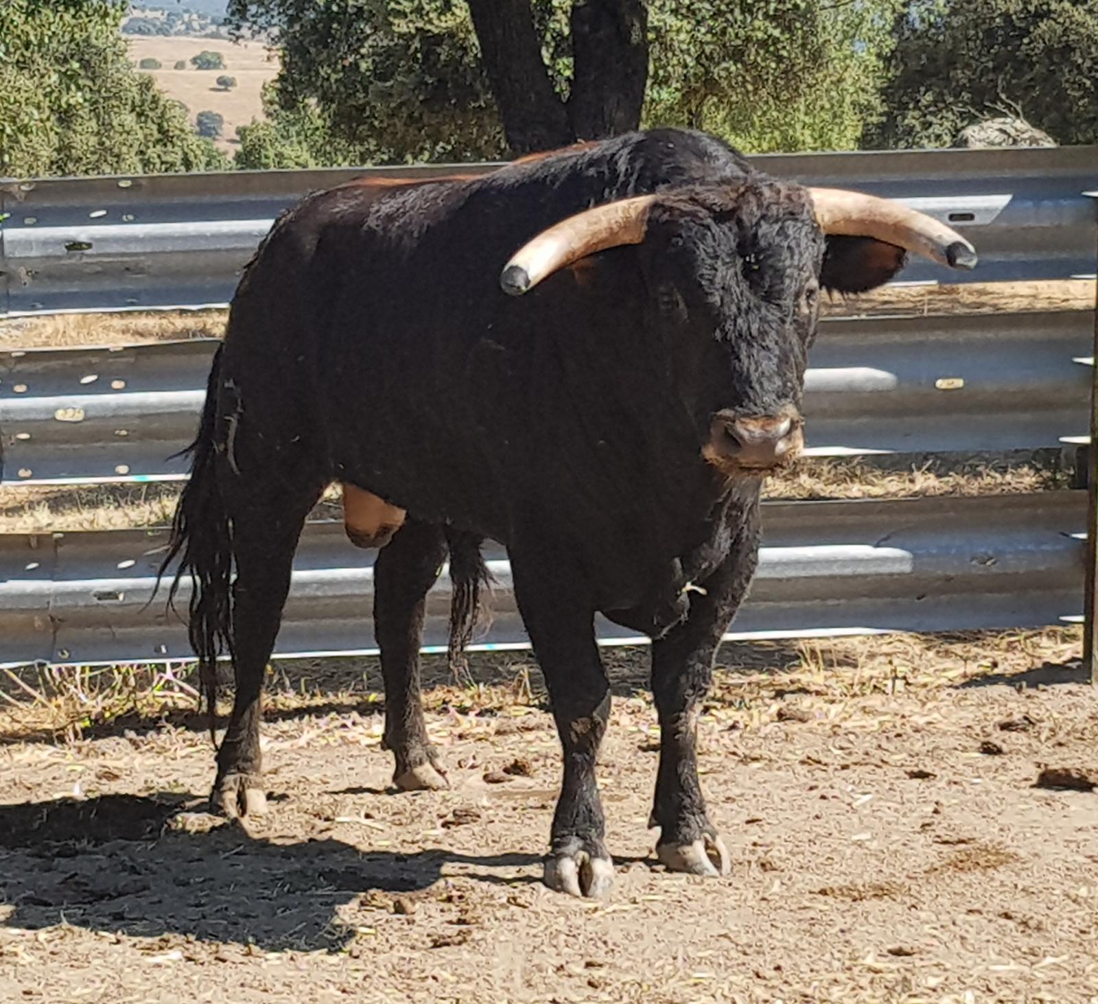 Novillos de Zacarías Moreno para Gijón, en el campo