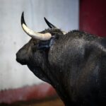 San Sebastián - Corrida de toros - Sorteo - Domingo 12 de agosto de 2018