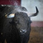 San Sebastián - Corrida de toros - Sorteo - Domingo 12 de agosto de 2018
