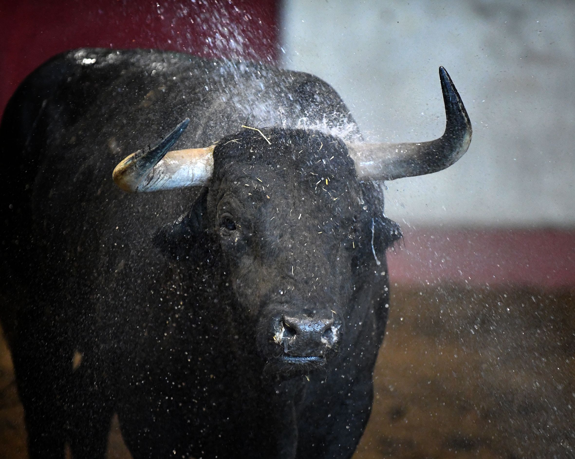 San Sebastián - Corrida de toros - Sorteo - Domingo 12 de agosto de 2018