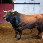 San Sebastián - Corrida de toros - Sorteo - Domingo 12 de agosto de 2018