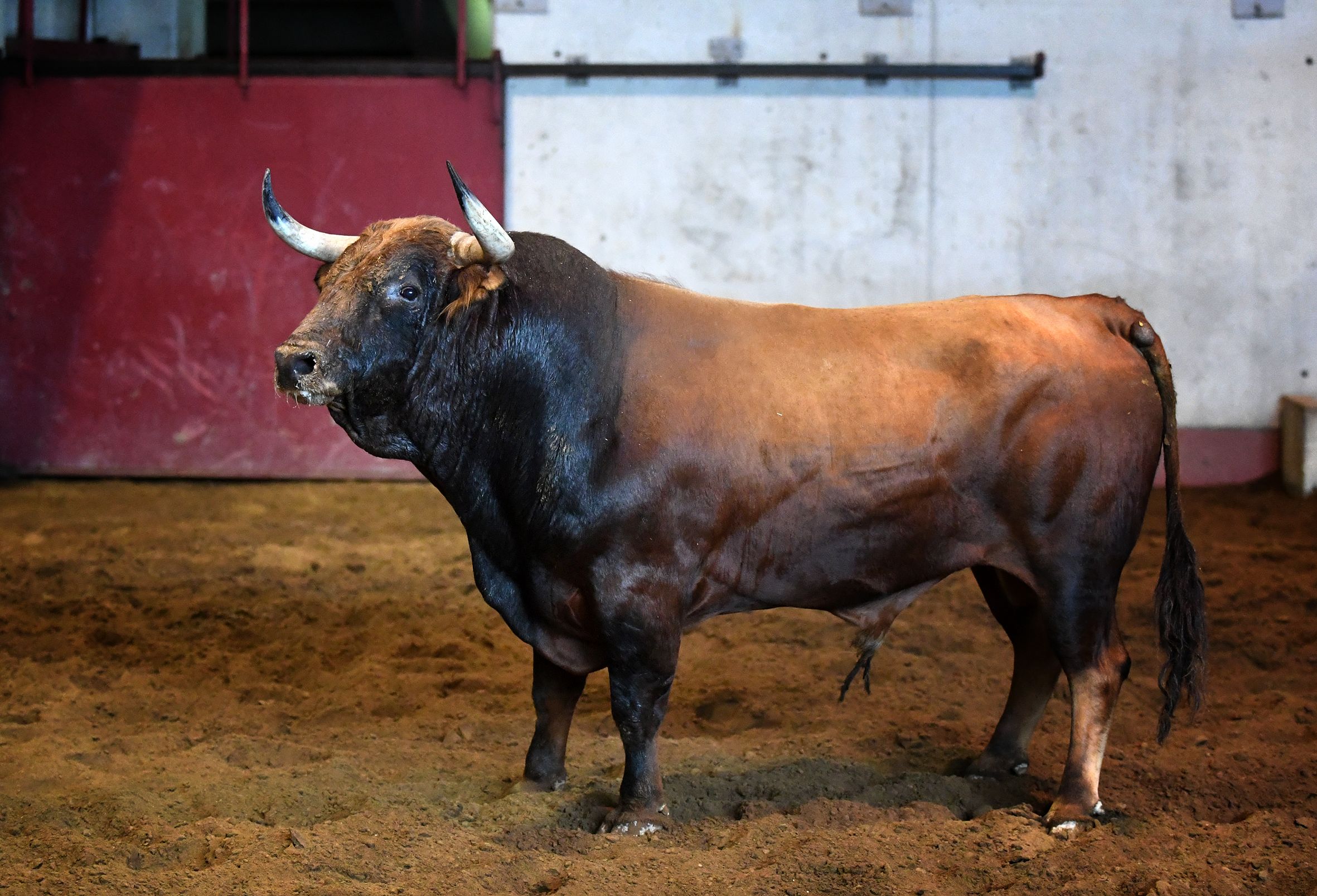 San Sebastián - Corrida de toros - Sorteo - Domingo 12 de agosto de 2018