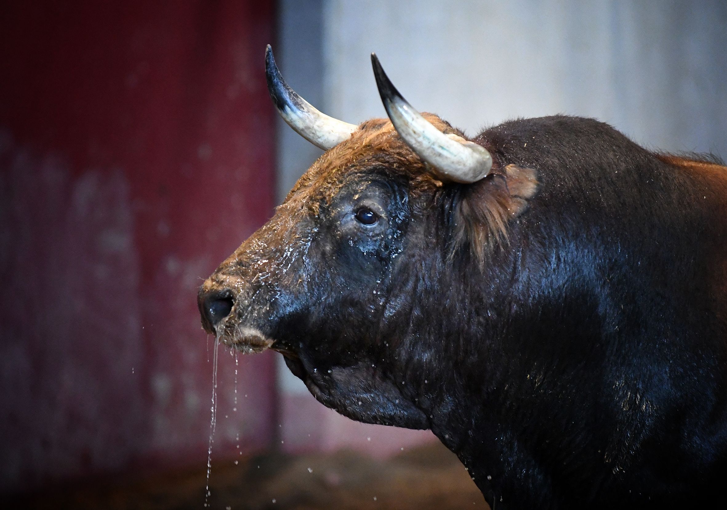 San Sebastián - Corrida de toros - Sorteo - Domingo 12 de agosto de 2018