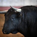 San Sebastián - Corrida de toros - Sorteo - Domingo 12 de agosto de 2018