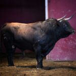 San Sebastián - Corrida de toros - Sorteo - Domingo 12 de agosto de 2018