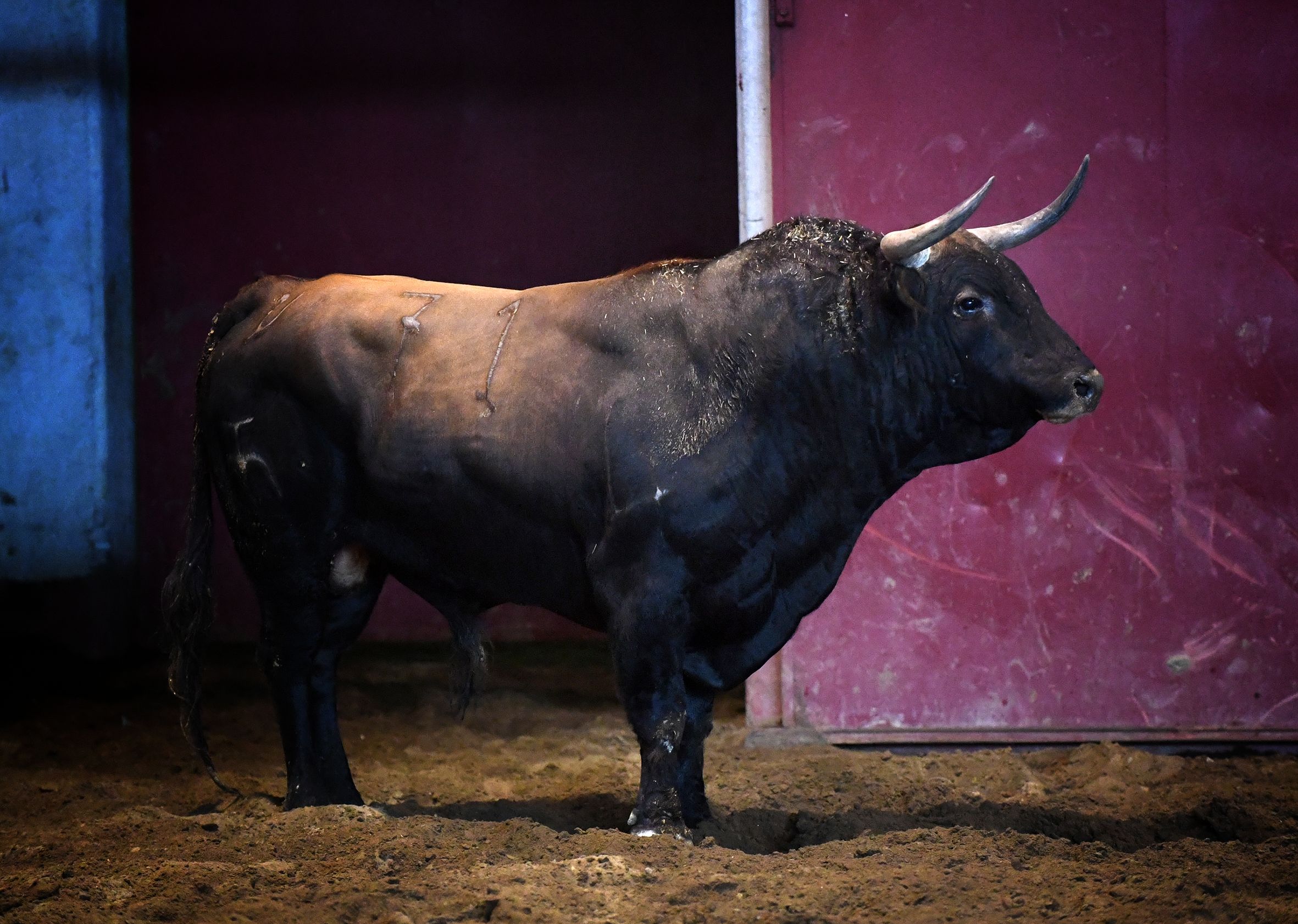 San Sebastián - Corrida de toros - Sorteo - Domingo 12 de agosto de 2018
