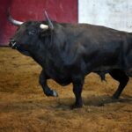 San Sebastián - Corrida de toros - Sorteo - Domingo 12 de agosto de 2018