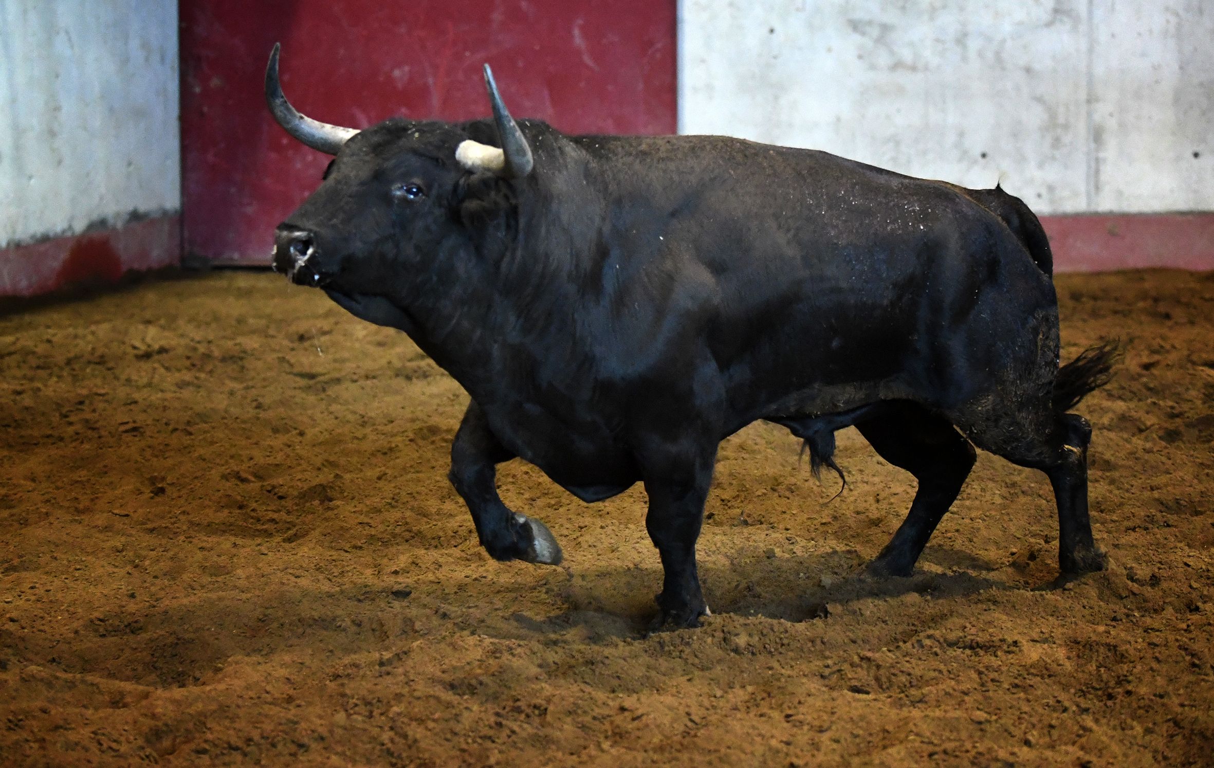 San Sebastián - Corrida de toros - Sorteo - Domingo 12 de agosto de 2018