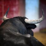 San Sebastián - Corrida de toros - Sorteo - Domingo 12 de agosto de 2018