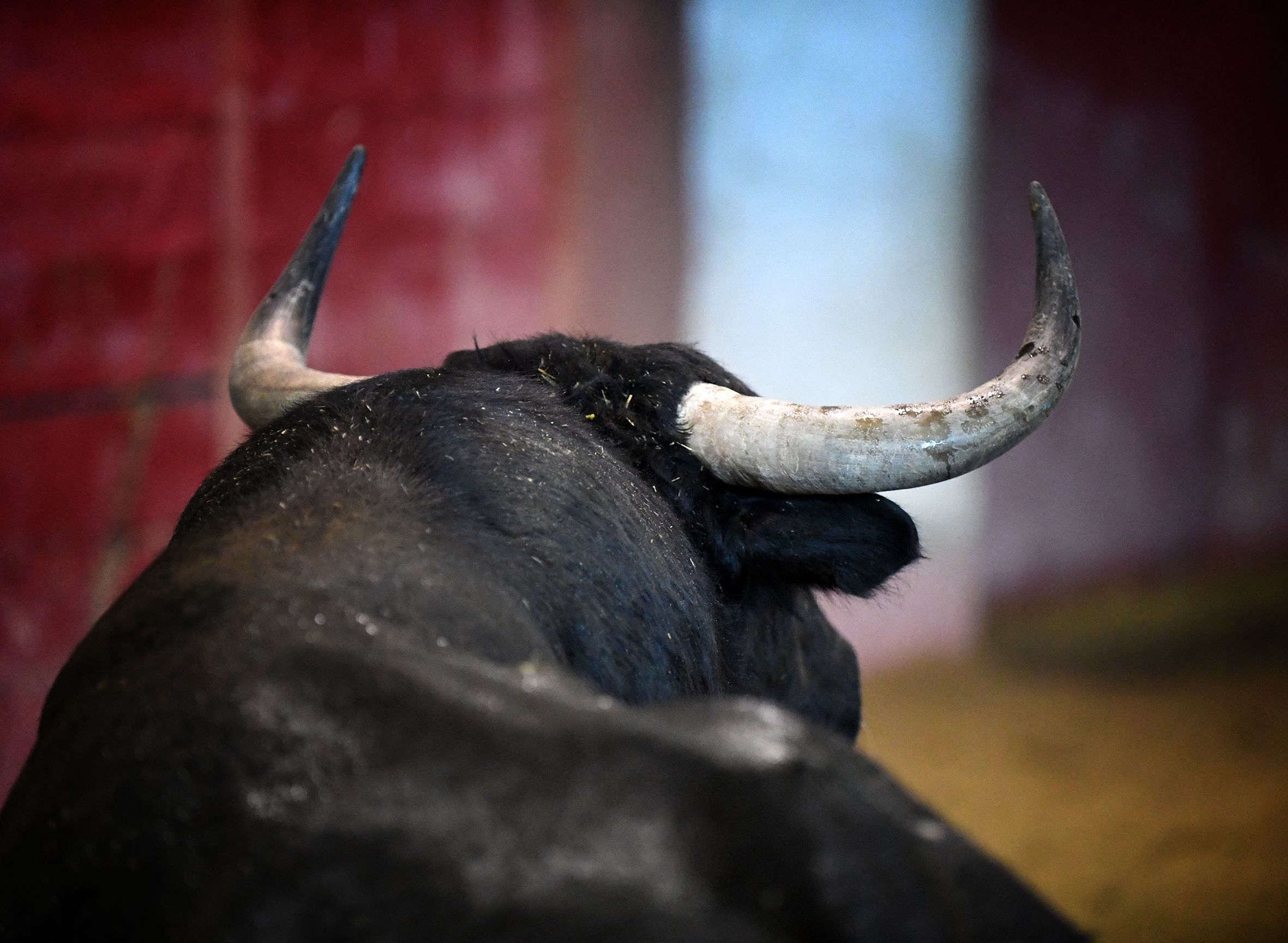 San Sebastián - Corrida de toros - Sorteo - Domingo 12 de agosto de 2018