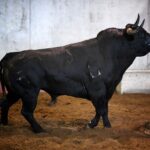 San Sebastián - Corrida de toros - Sorteo - Domingo 12 de agosto de 2018
