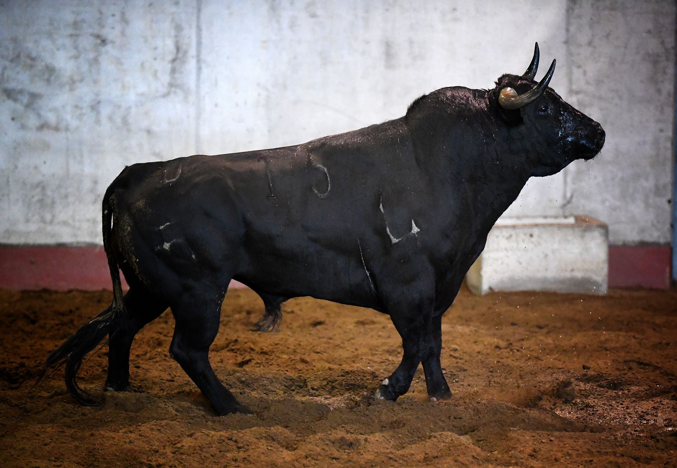 San Sebastián - Corrida de toros - Sorteo - Domingo 12 de agosto de 2018