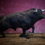 San Sebastián - Corrida de toros - Sorteo - Domingo 12 de agosto de 2018