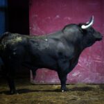 San Sebastián - Corrida de toros - Sorteo - Domingo 12 de agosto de 2018