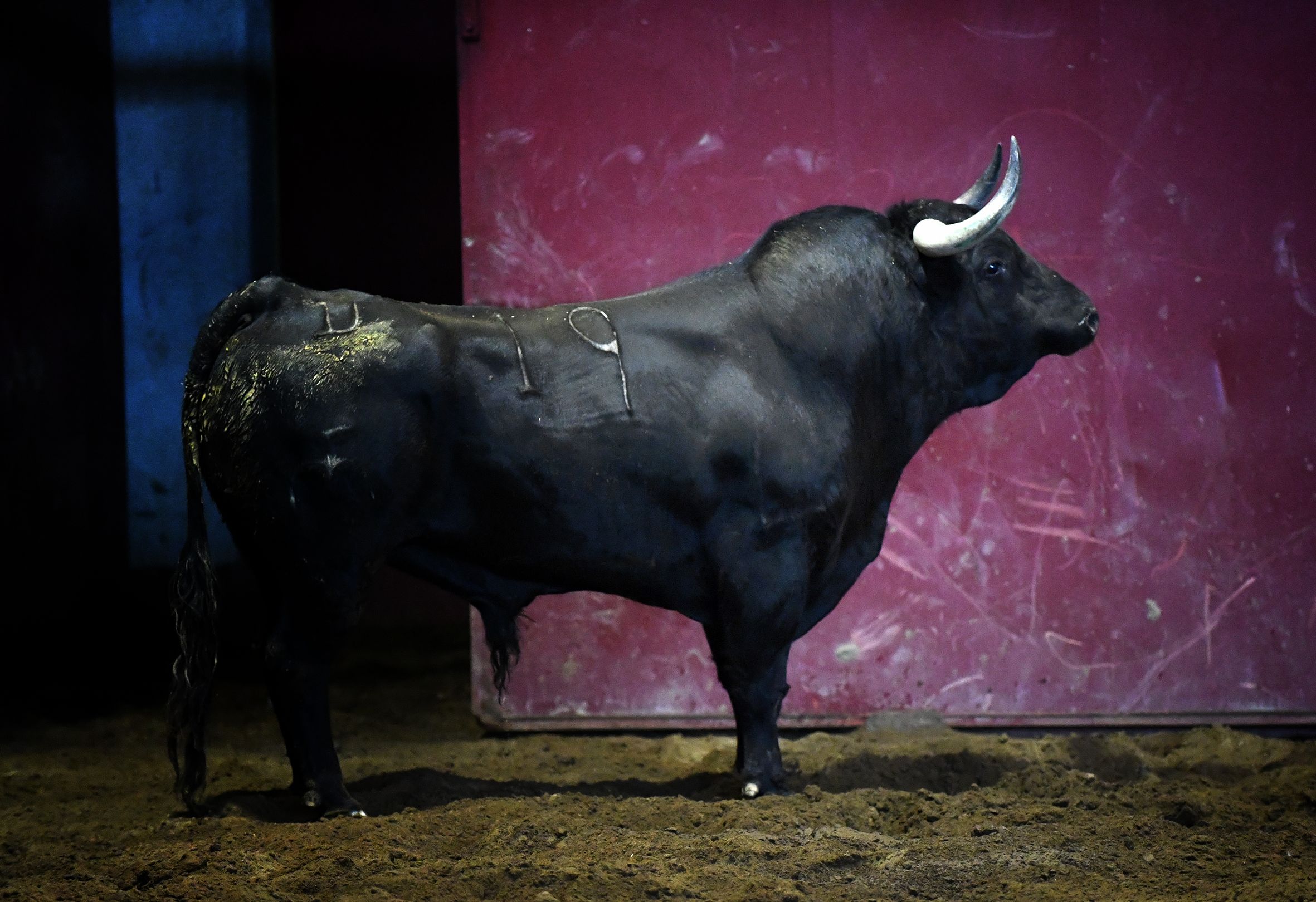 San Sebastián - Corrida de toros - Sorteo - Domingo 12 de agosto de 2018