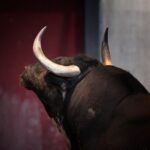 San Sebastián - Corrida de toros - Sorteo - Domingo 12 de agosto de 2018
