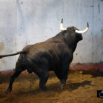Toros de Victoriano del Río para San Sebastián. 14 de agosto de 2018