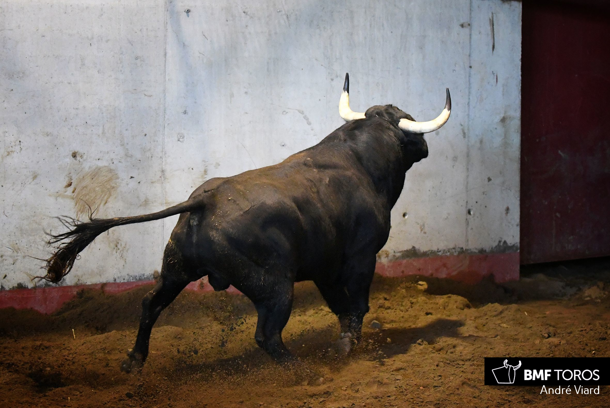 Toros de Victoriano del Río para San Sebastián. 14 de agosto de 2018