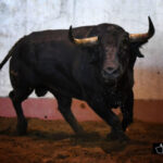 Toros de Santiago Domecq