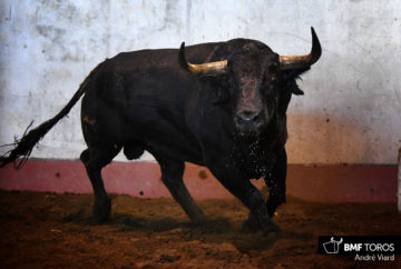 Toros de Santiago Domecq
