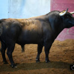 Toros de Victoriano del Río para San Sebastián. 14 de agosto de 2018