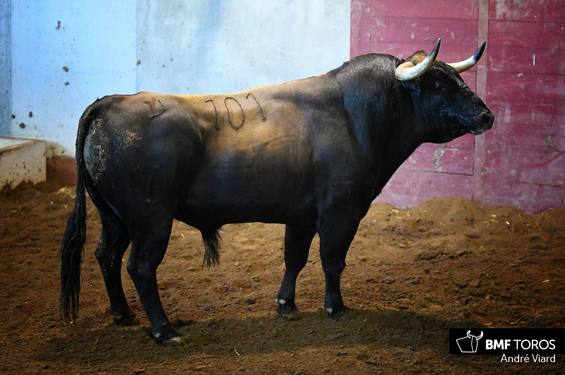 Toros de Victoriano del Río para San Sebastián. 14 de agosto de 2018
