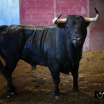 Toros de Victoriano del Río para San Sebastián. 14 de agosto de 2018