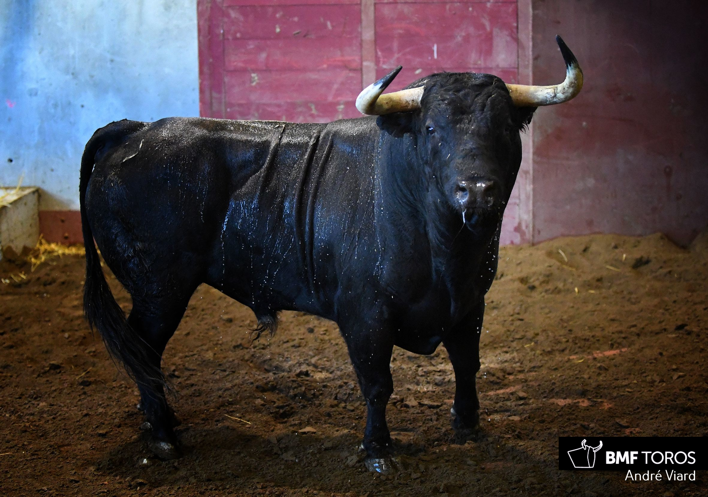Toros de Victoriano del Río para San Sebastián. 14 de agosto de 2018