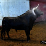 Toros de Victoriano del Río para San Sebastián. 14 de agosto de 2018
