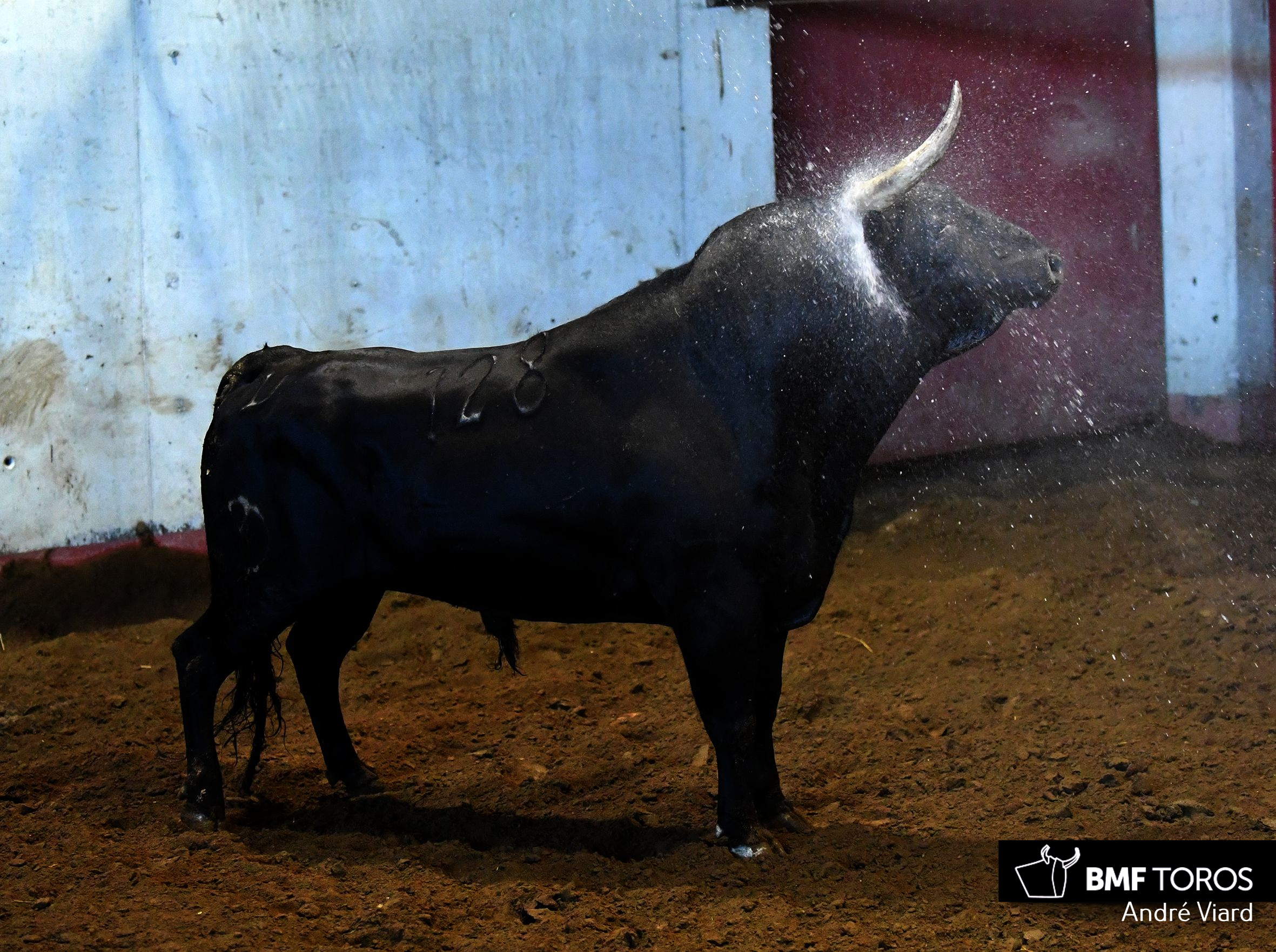 Toros de Victoriano del Río para San Sebastián. 14 de agosto de 2018