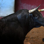 Toros de Victoriano del Río para San Sebastián. 14 de agosto de 2018