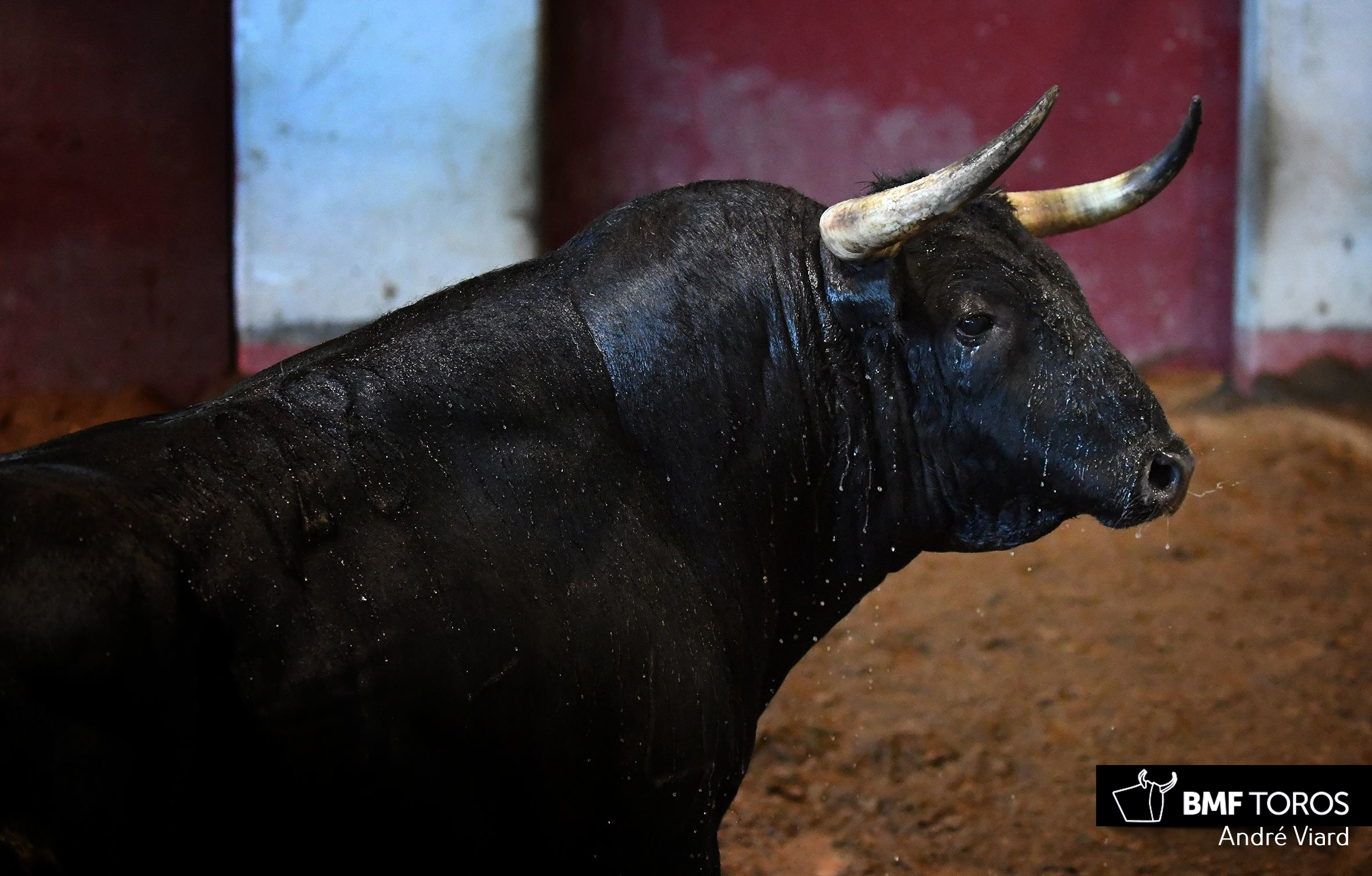 Toros de Victoriano del Río para San Sebastián. 14 de agosto de 2018
