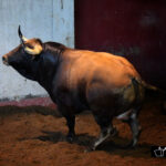 Toros de Victoriano del Río para San Sebastián. 14 de agosto de 2018