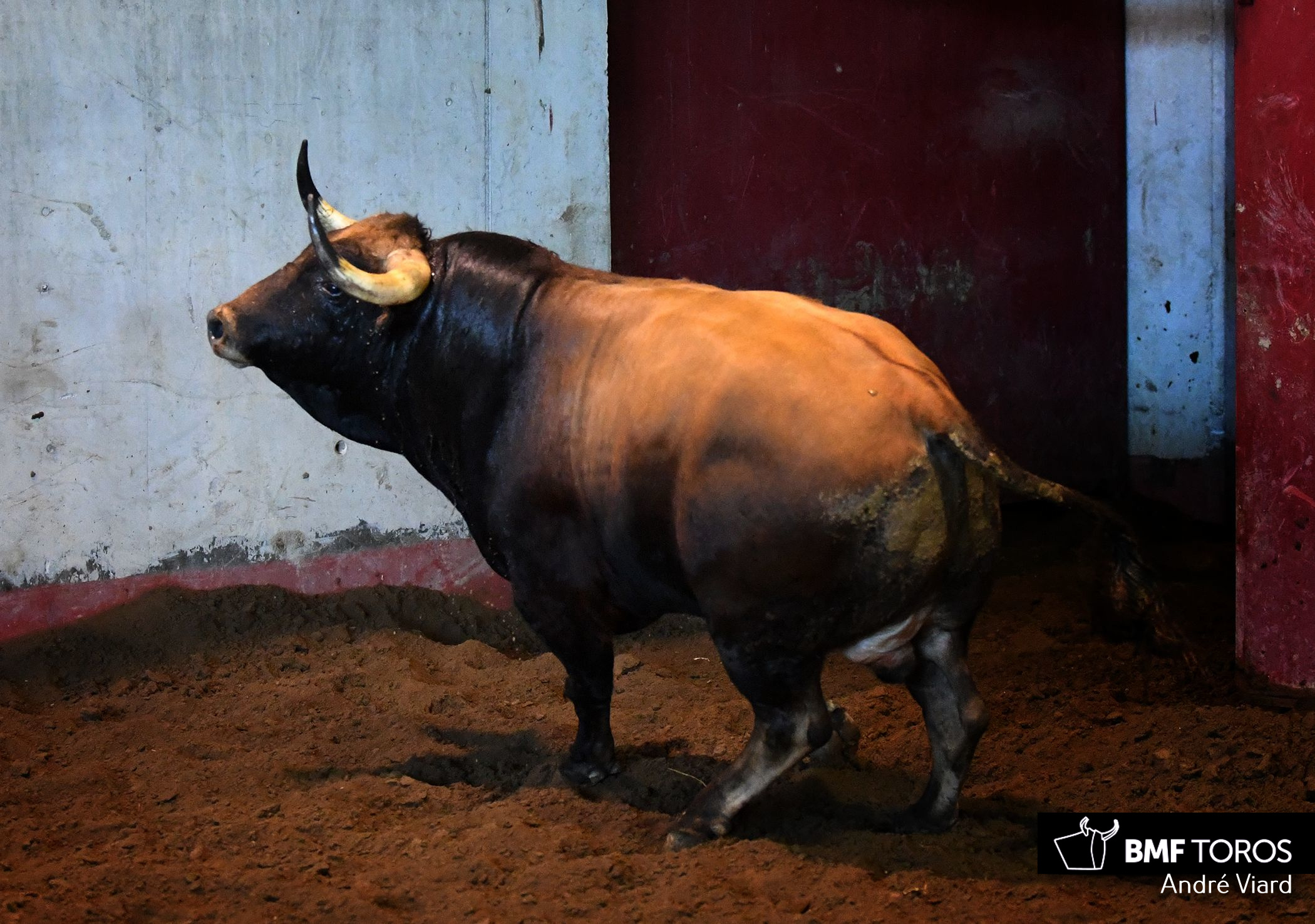 Toros de Victoriano del Río para San Sebastián. 14 de agosto de 2018
