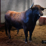 Toros de Victoriano del Río para San Sebastián. 14 de agosto de 2018