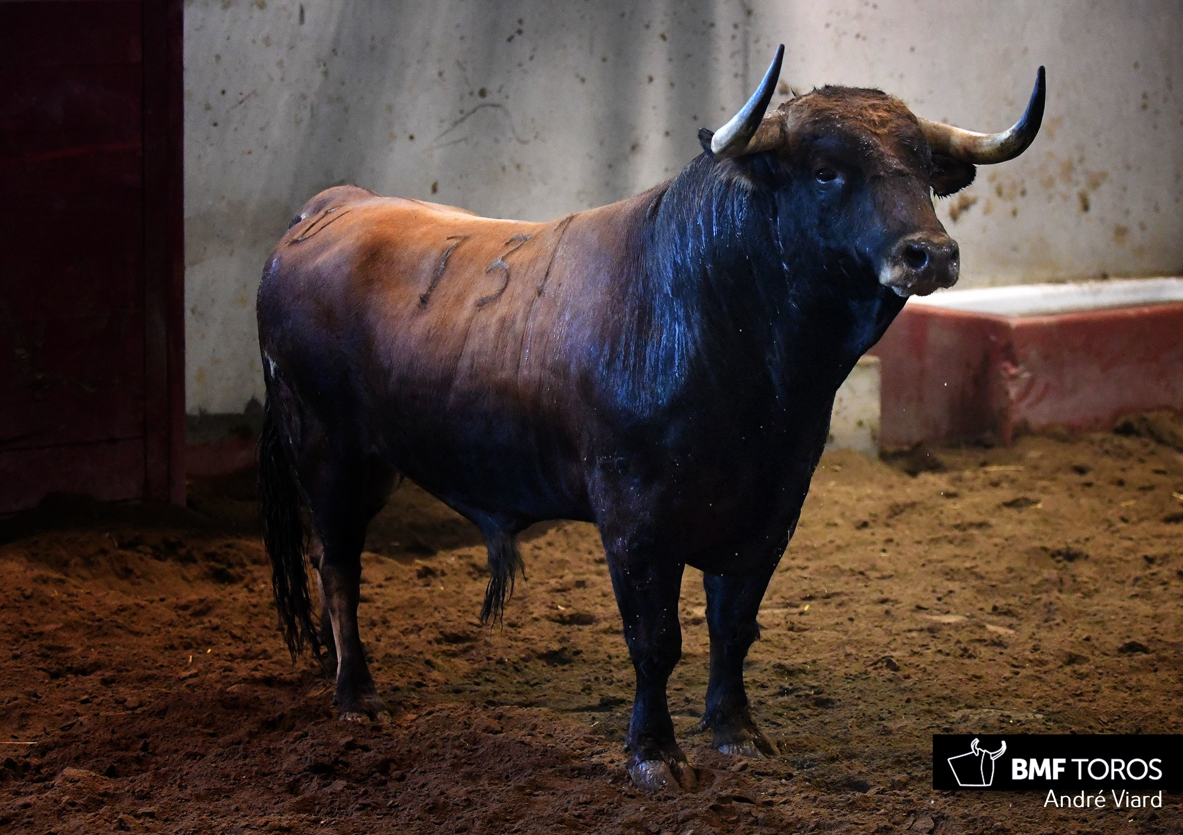 Toros de Victoriano del Río para San Sebastián. 14 de agosto de 2018