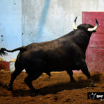 Toros de Victoriano del Río para San Sebastián. 14 de agosto de 2018