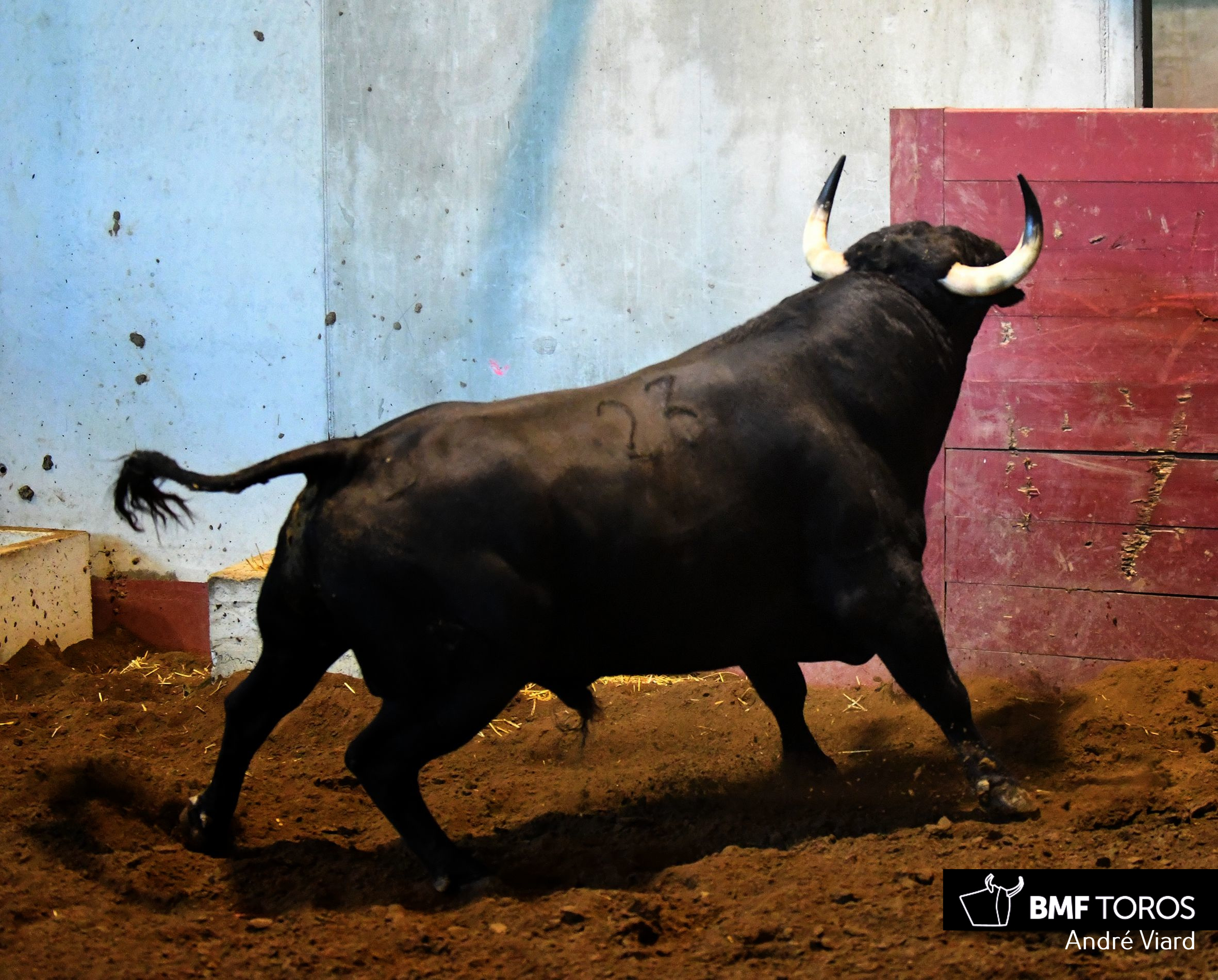 Toros de Victoriano del Río para San Sebastián. 14 de agosto de 2018