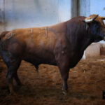 Toros de Santiago Domecq