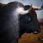 Toros de Victoriano del Río para San Sebastián. 14 de agosto de 2018