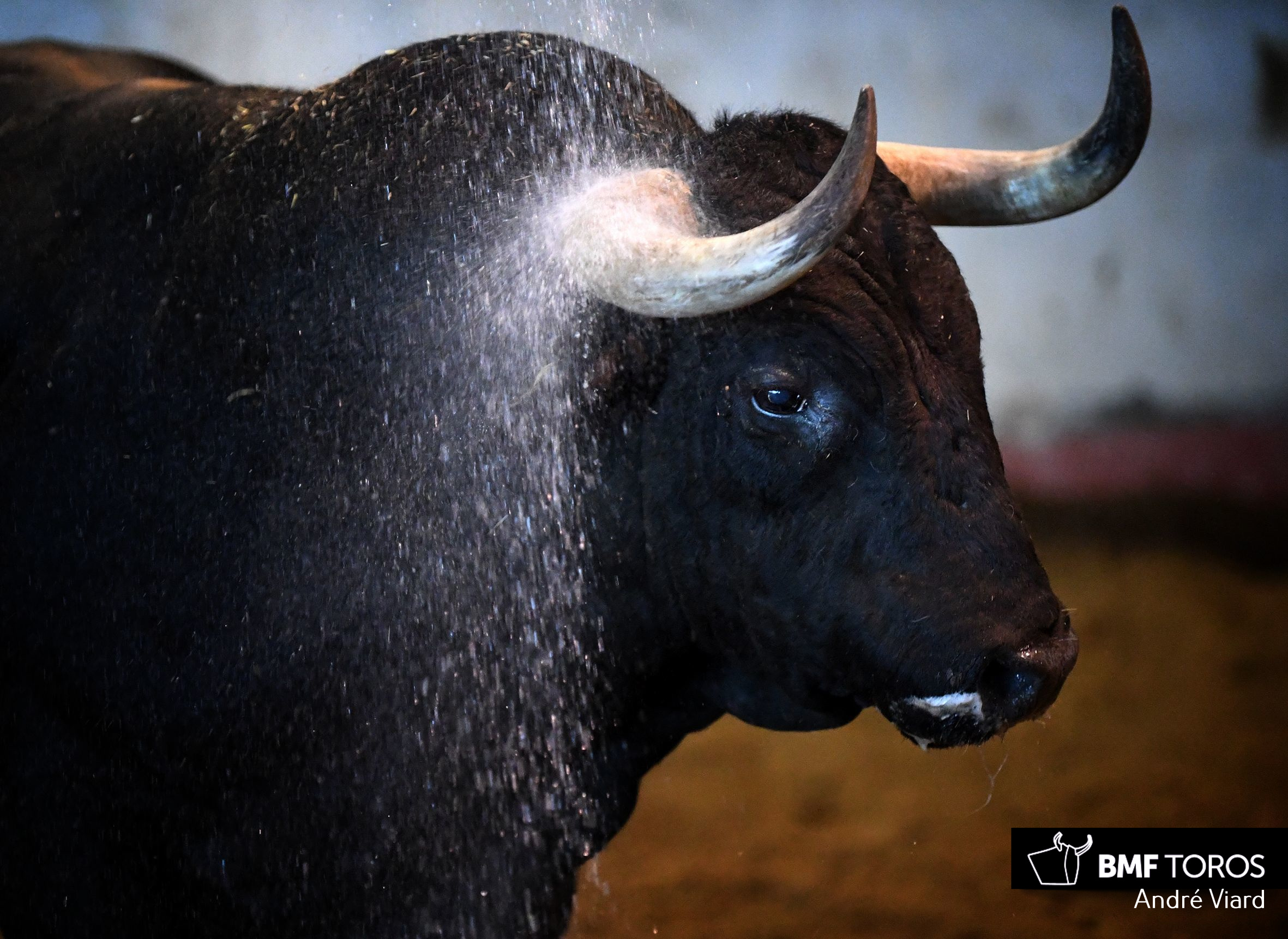 Toros de Victoriano del Río para San Sebastián. 14 de agosto de 2018