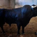 Toros de Victoriano del Río para San Sebastián. 14 de agosto de 2018