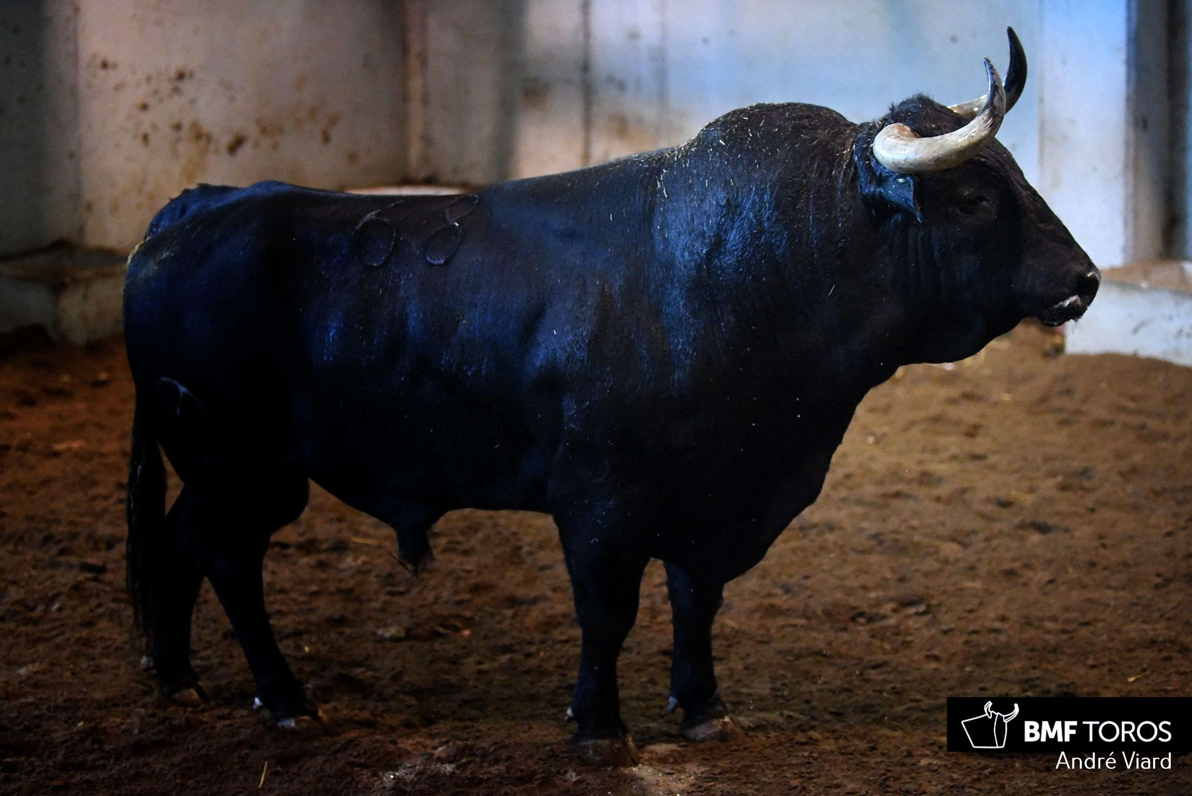 Toros de Victoriano del Río para San Sebastián. 14 de agosto de 2018