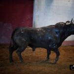 Toros de Santiago Domecq