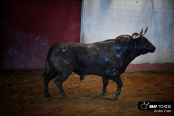 Toros de Santiago Domecq