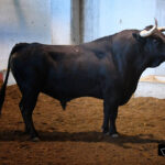 Toros de Victoriano del Río para San Sebastián. 14 de agosto de 2018