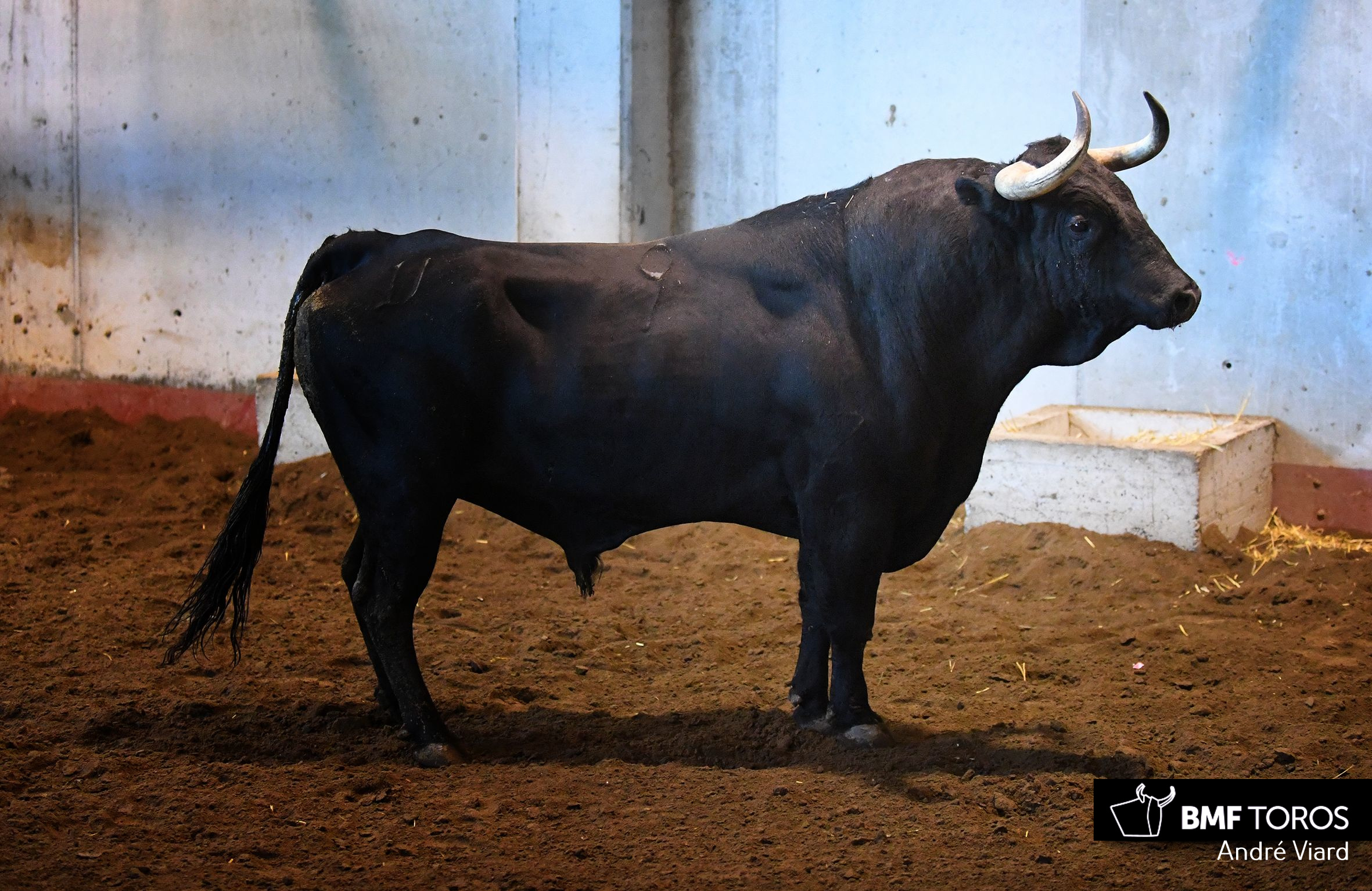 Toros de Victoriano del Río para San Sebastián. 14 de agosto de 2018