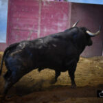 Toros de Santiago Domecq