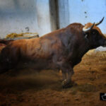 Toros de Santiago Domecq