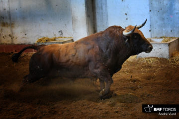 Toros de Santiago Domecq